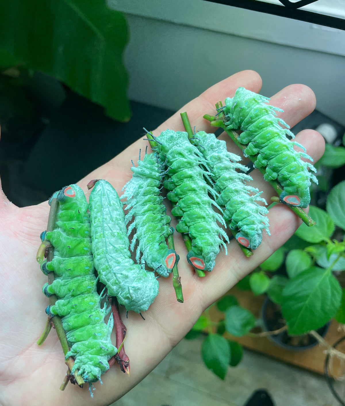 Giant Atlas Moth EGGS (Attacus atlas)