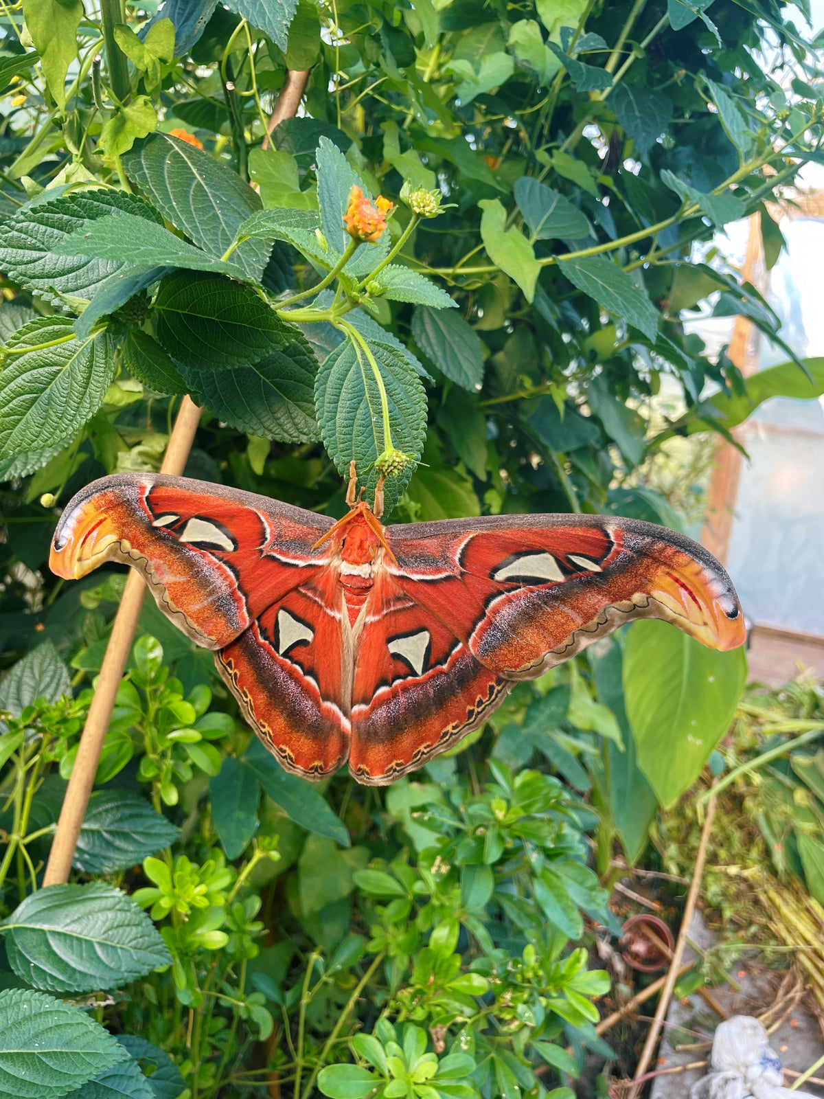 Giant Atlas Moth EGGS (Attacus atlas)