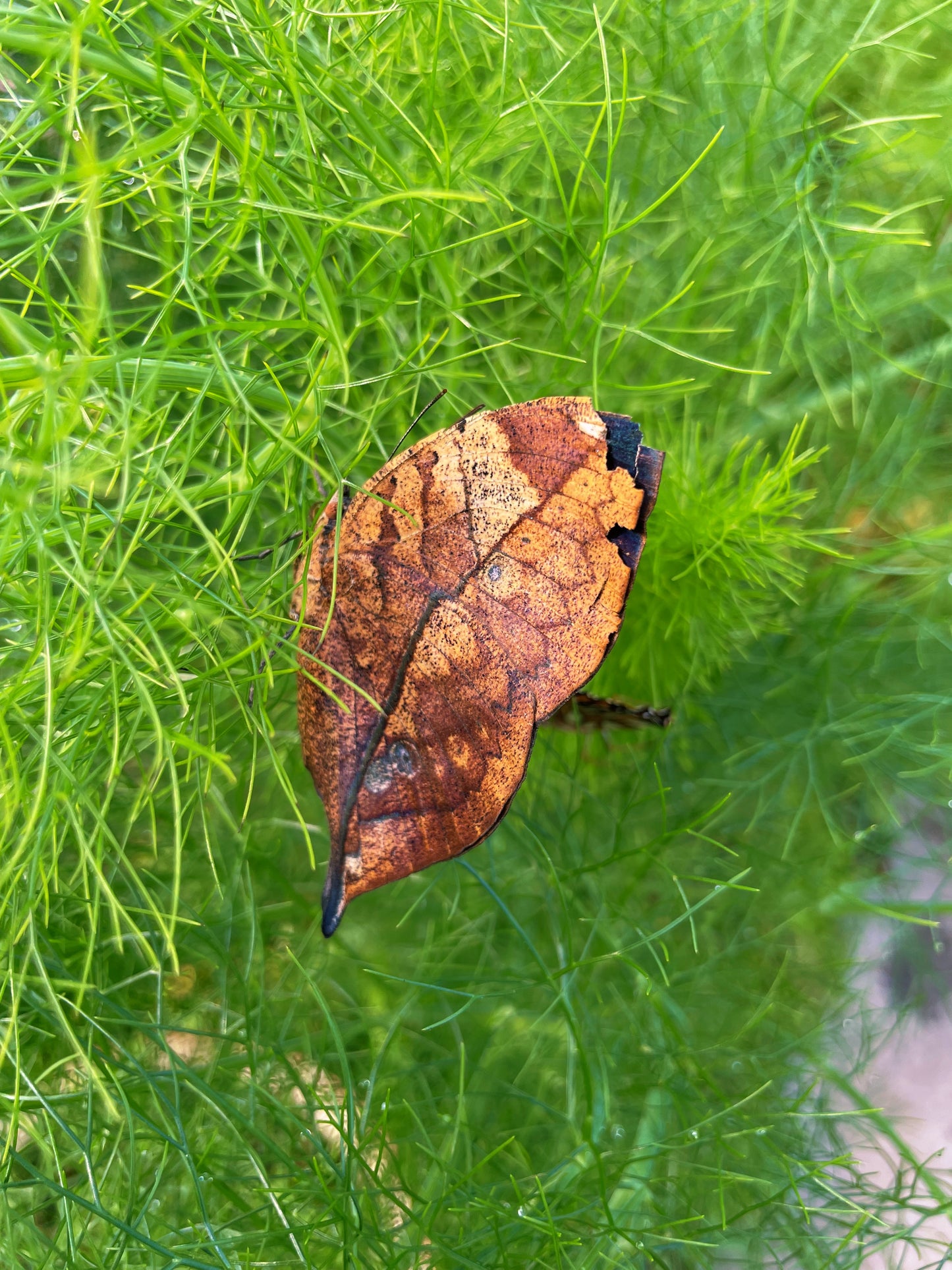 Indian Leaf Butterfly (Kallima inachus) | PUPAE