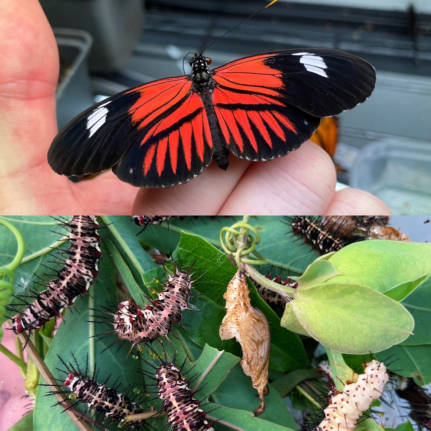 Assorted Longwing PUPAE (Heliconiidae)