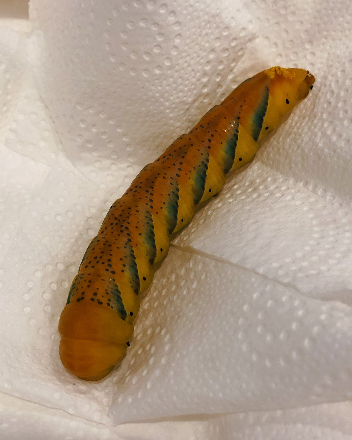 Live butterflies and moths for sale online UK. Order eggs, caterpillars, pupae, and cocoons. Watch the lifecycle unfold with insects to rear at home!
