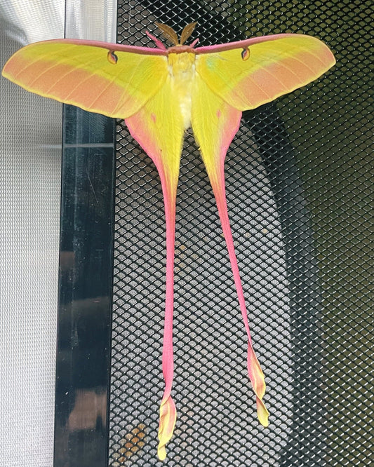 Live Actias dubernardi Chinese Moon Moth Eggs for sale