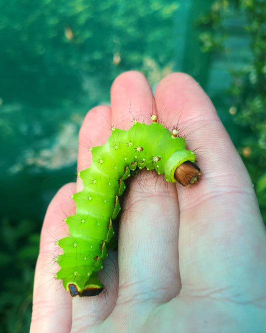 Live Luna Moth eggs for sale
