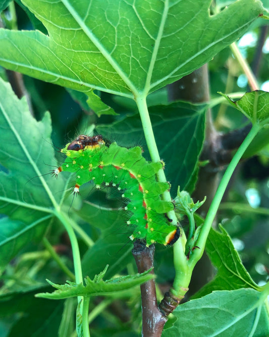 Live Luna moth eggs for sale