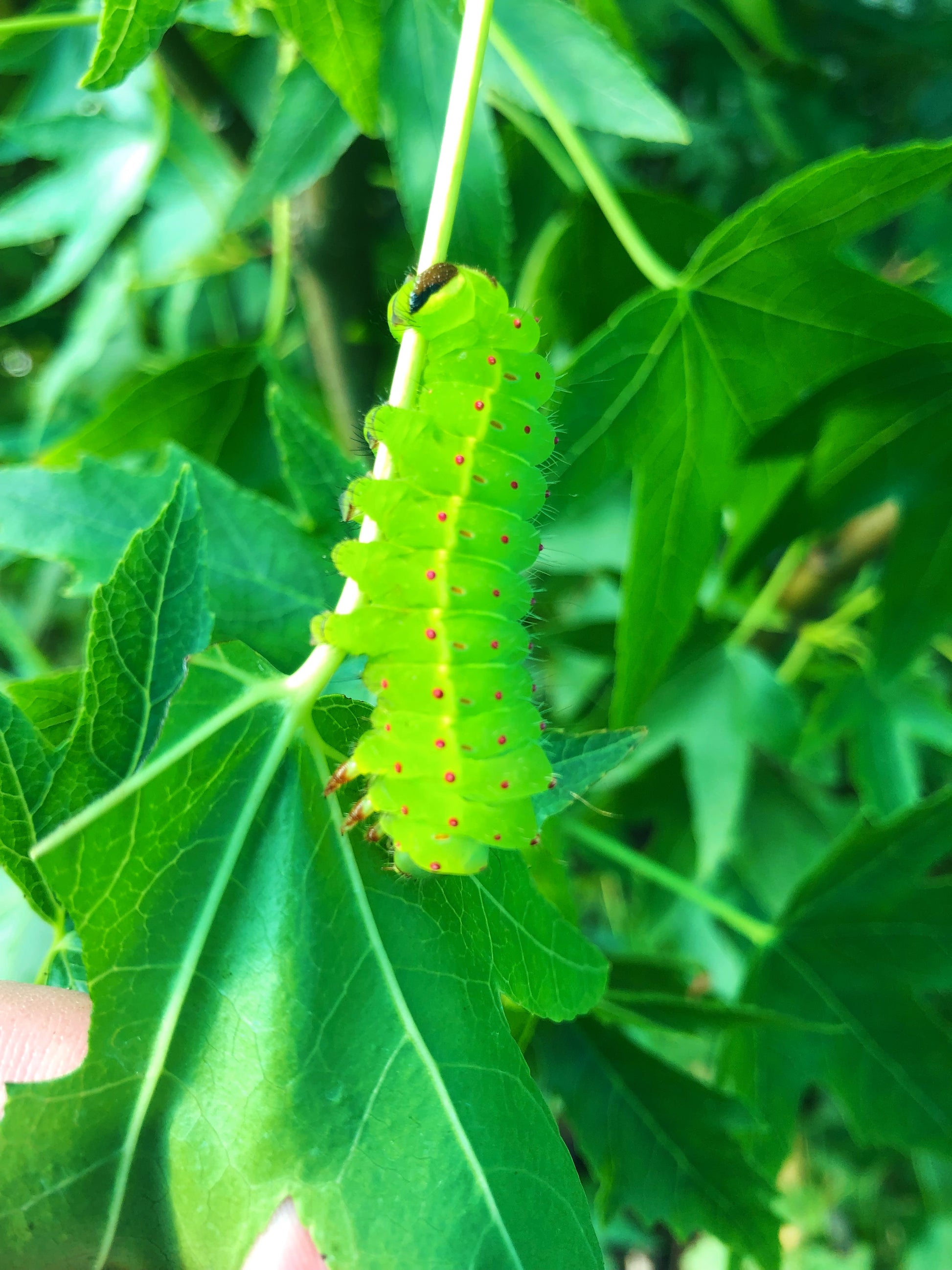 Live butterflies and moths for sale online UK. Order eggs, caterpillars, pupae, and cocoons. Watch the lifecycle unfold with insects to rear at home!