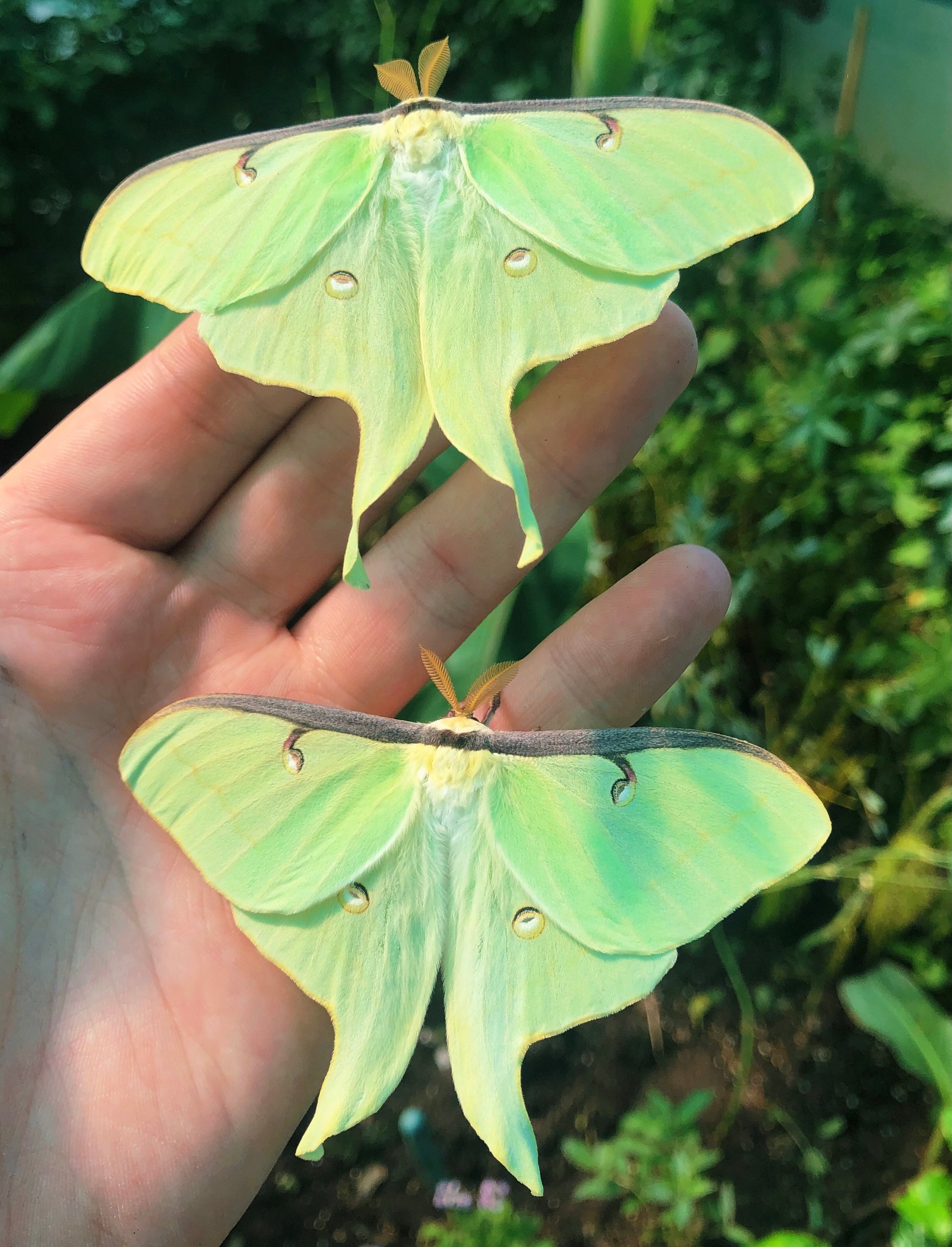 Live butterflies and moths for sale online UK. Order eggs, caterpillars, pupae, and cocoons. Watch the lifecycle unfold with insects to rear at home!