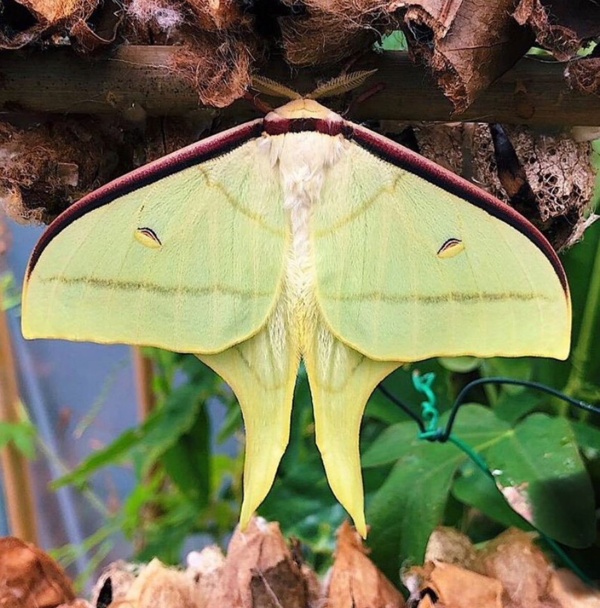 Chinese Moon Moth EGGS (Actias ningpoana)