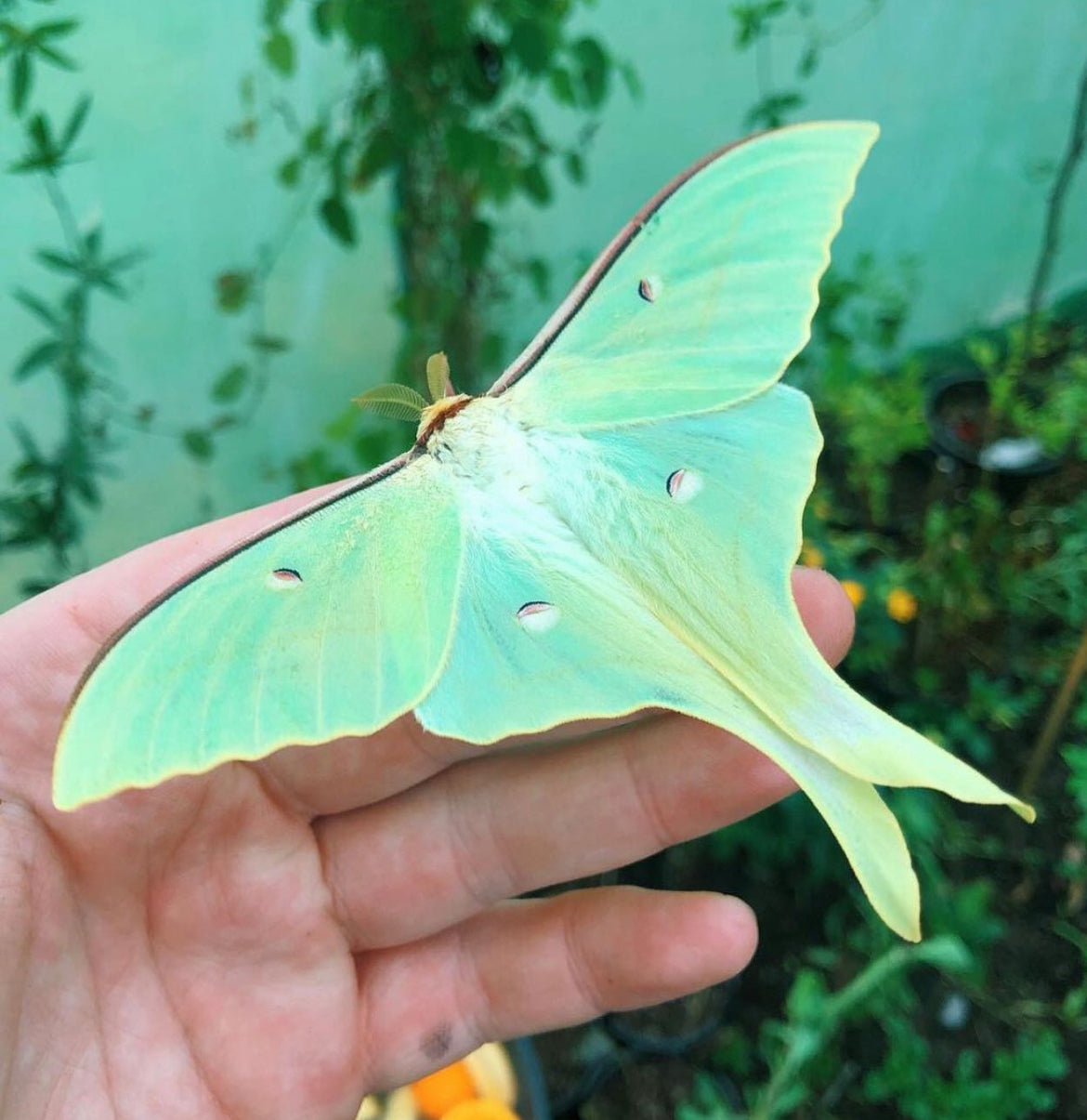 Chinese Moon Moth EGGS (Actias ningpoana)