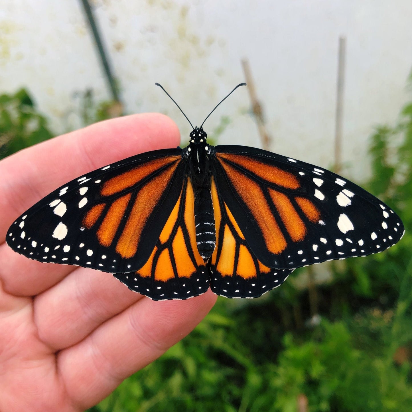 Live butterfly pupae for sale online UK