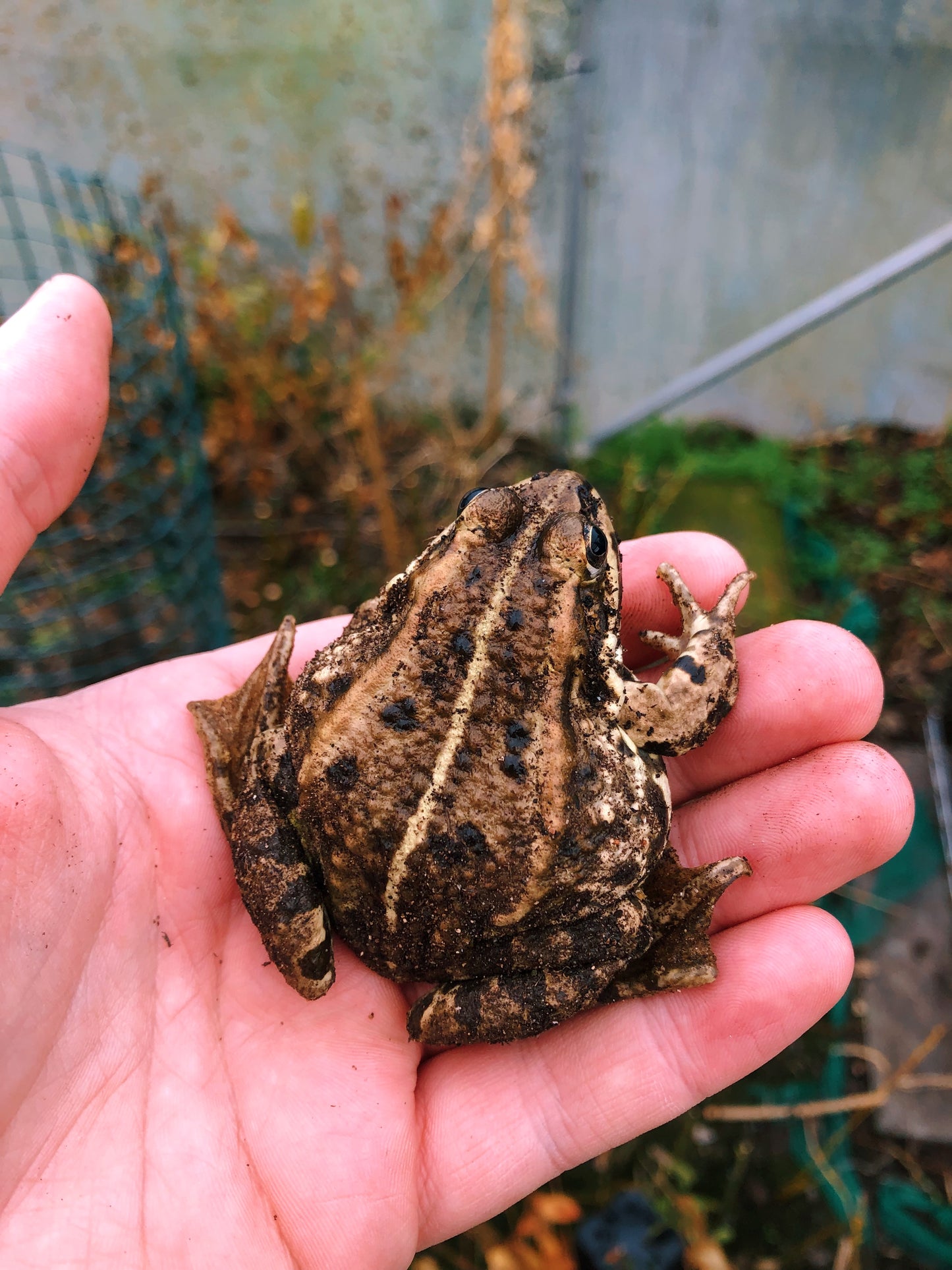 Live butterflies and moths for sale online UK. Order eggs, caterpillars, pupae, and cocoons. Watch the lifecycle unfold with insects to rear at home!
