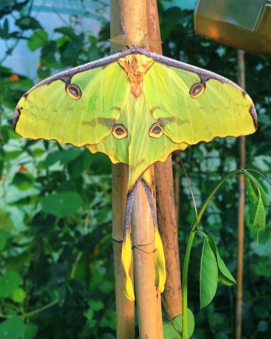 Argema mimosae eggs and cocoons for sale online UK