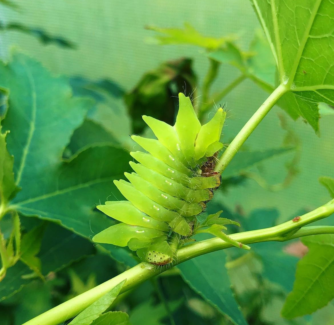 Live moth eggs and cocoons for sale online UK
