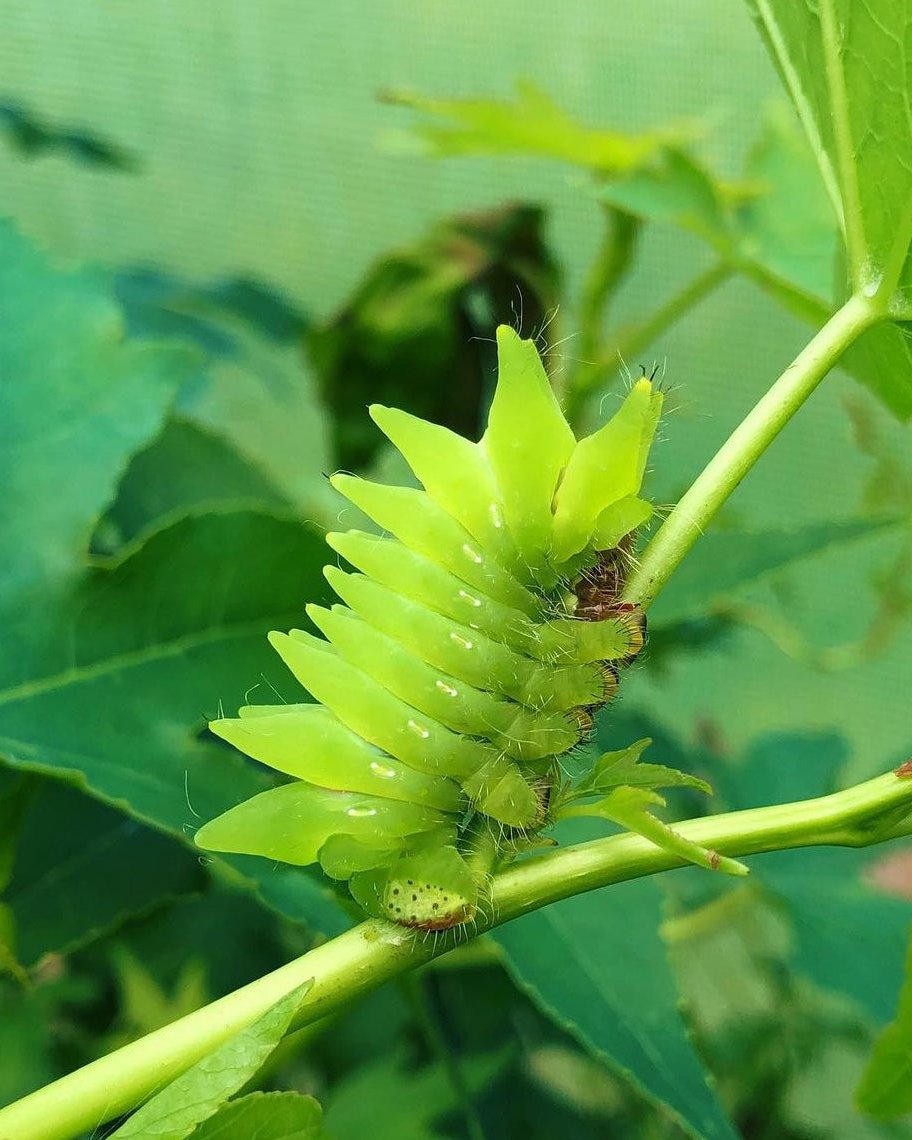 Live moth eggs and cocoons for sale online UK