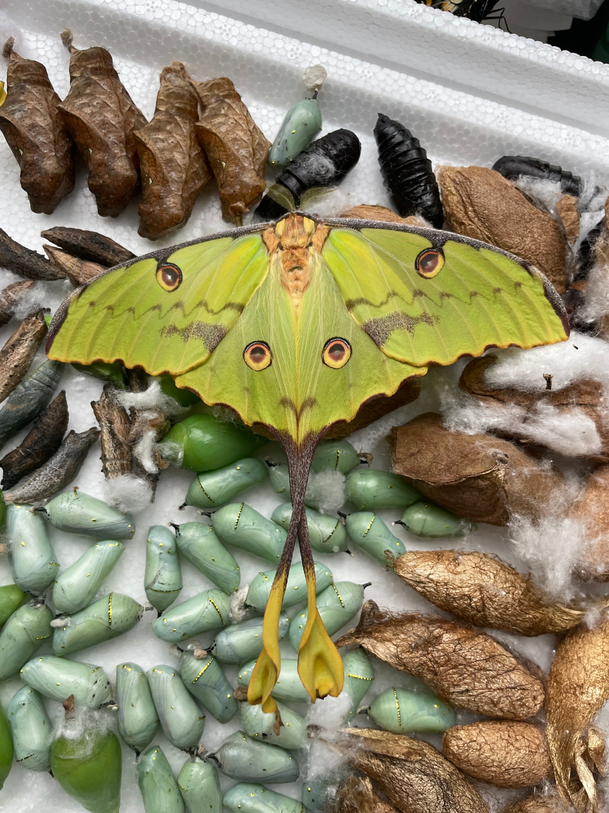 Argema mimosae eggs and cocoons for sale online UK