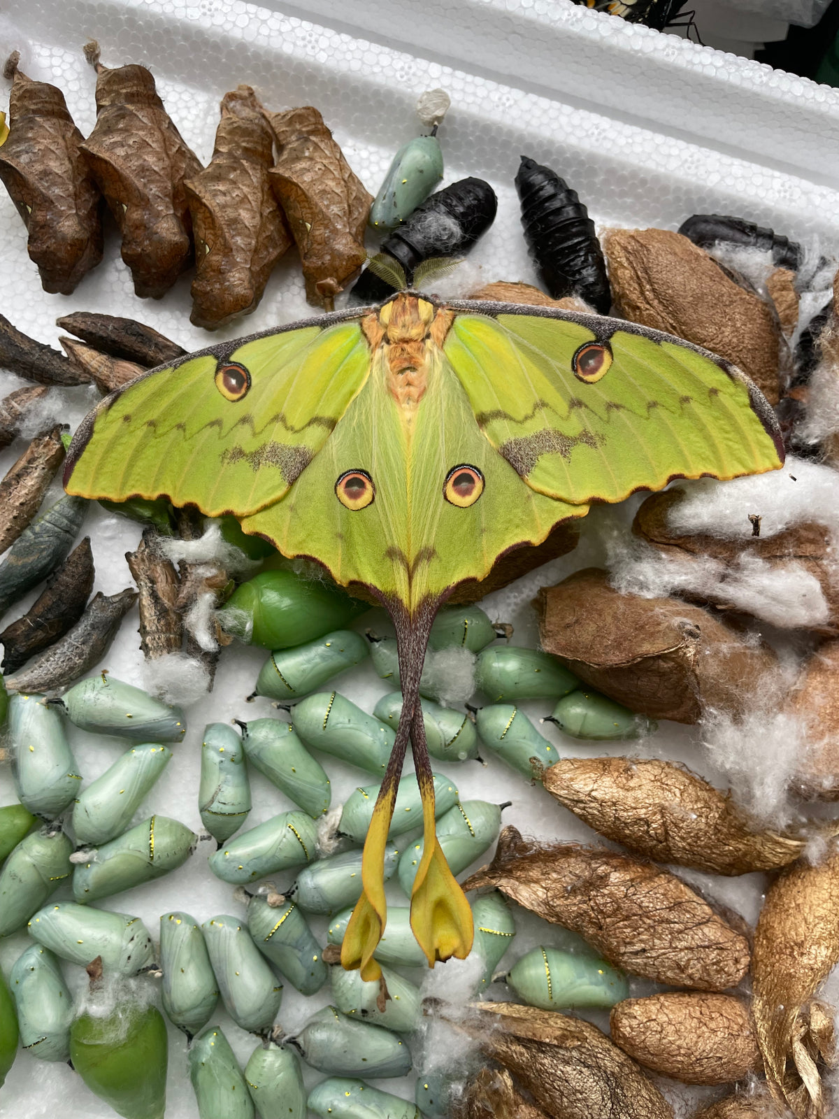 Argema mimosae eggs and cocoons for sale online UK