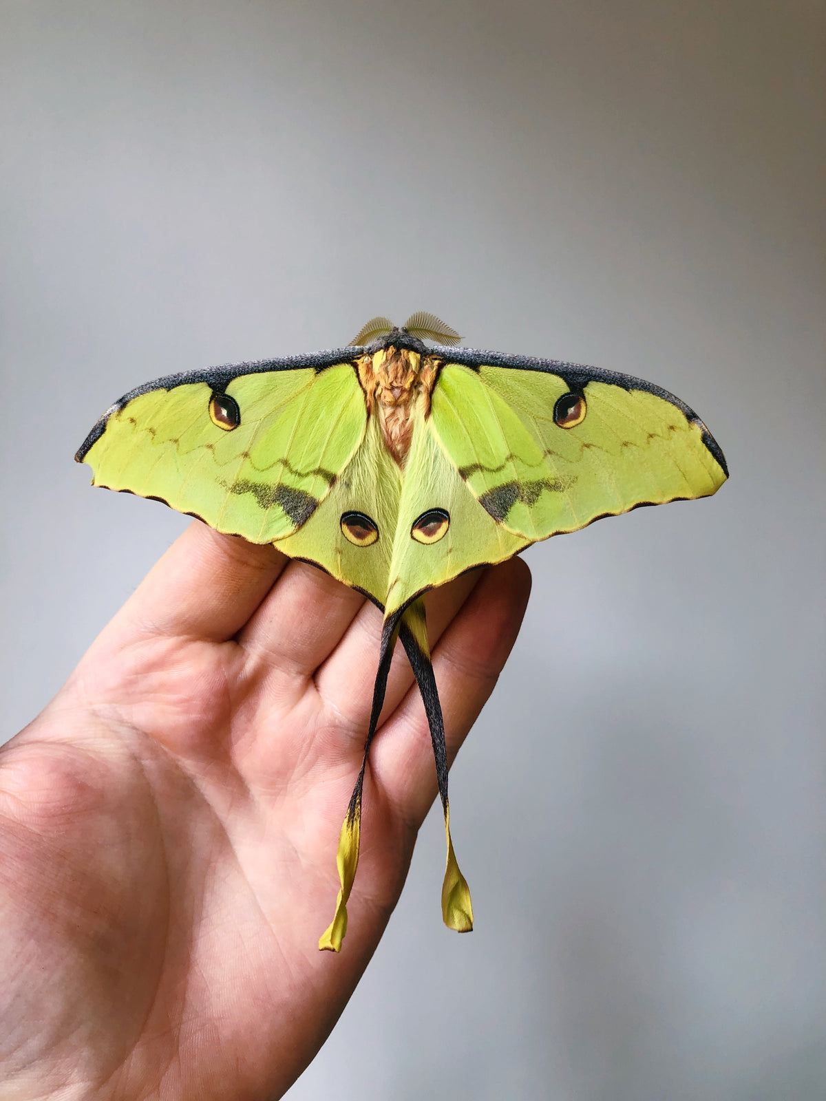 Live moth eggs and cocoons for sale online UK
