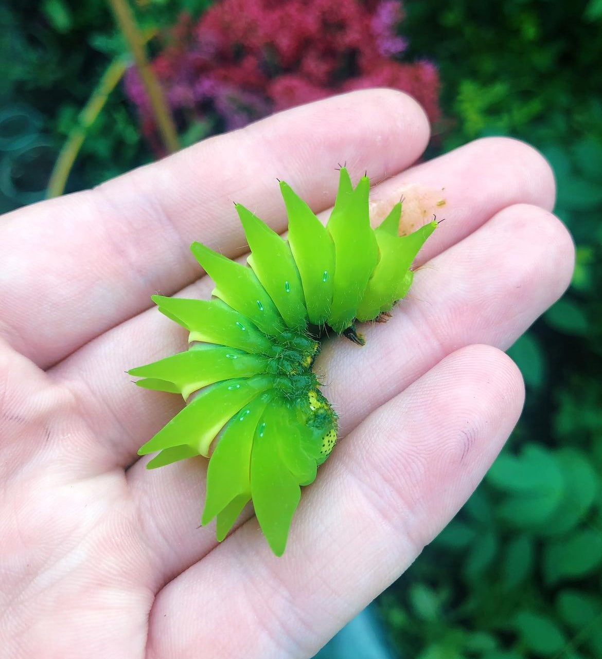 Live moth eggs and caterpillars for sale online UK