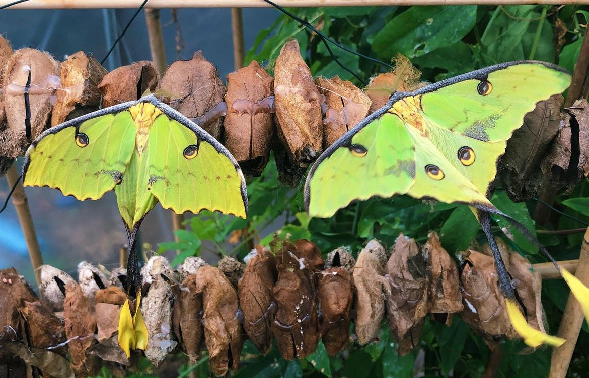 Argema mimosae eggs and cocoons for sale online UK