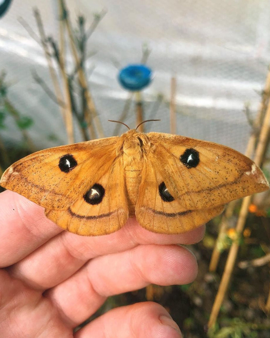 Live moth eggs, caterpillars and pupae for sale online UK