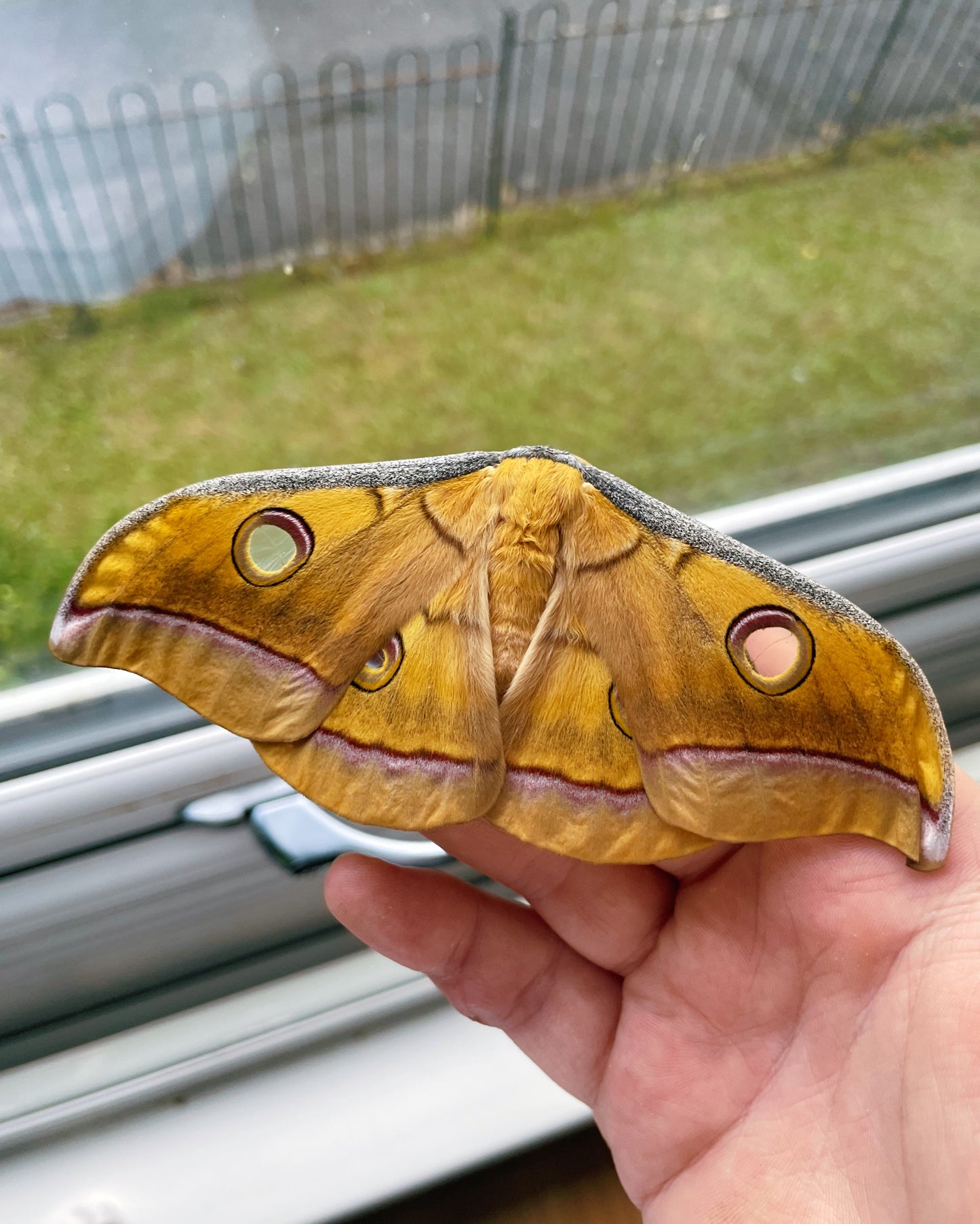Live butterflies and moths for sale online UK. Order eggs, caterpillars, pupae, and cocoons. Watch the lifecycle unfold with insects to rear at home!