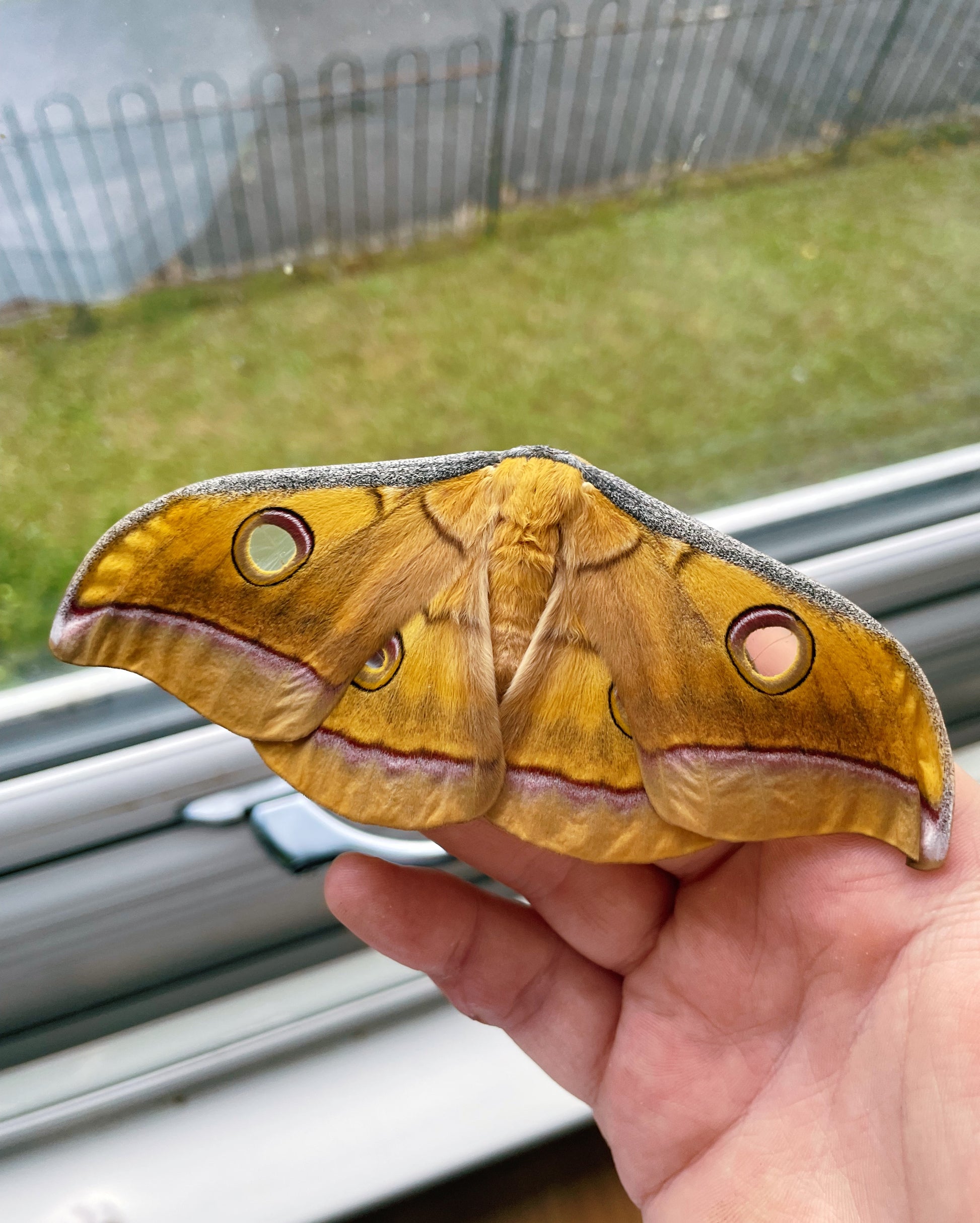 Live butterflies and moths for sale online UK. Order eggs, caterpillars, pupae, and cocoons. Watch the lifecycle unfold with insects to rear at home!