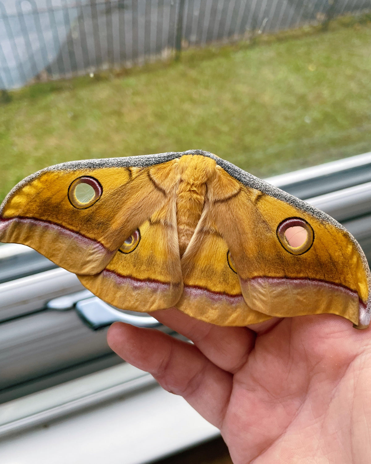 Live butterflies and moths for sale online UK. Order eggs, caterpillars, pupae, and cocoons. Watch the lifecycle unfold with insects to rear at home!