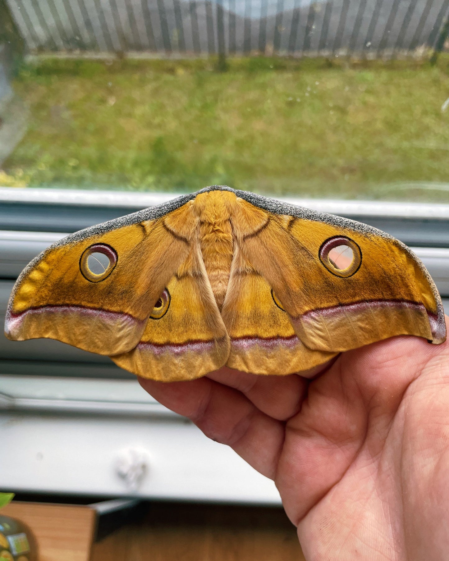 Live butterflies and moths for sale online UK. Order eggs, caterpillars, pupae, and cocoons. Watch the lifecycle unfold with insects to rear at home!