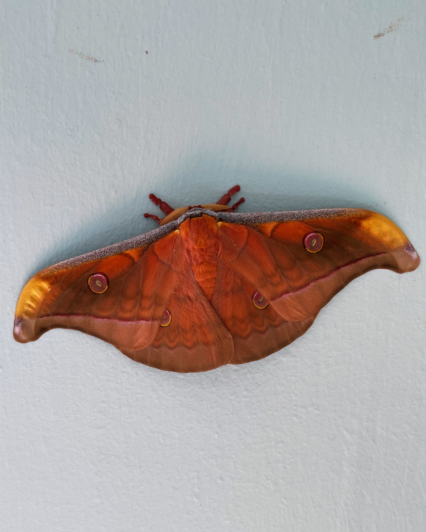 Javan Oak Silk-Moth COCOONS (Antheraea jana)