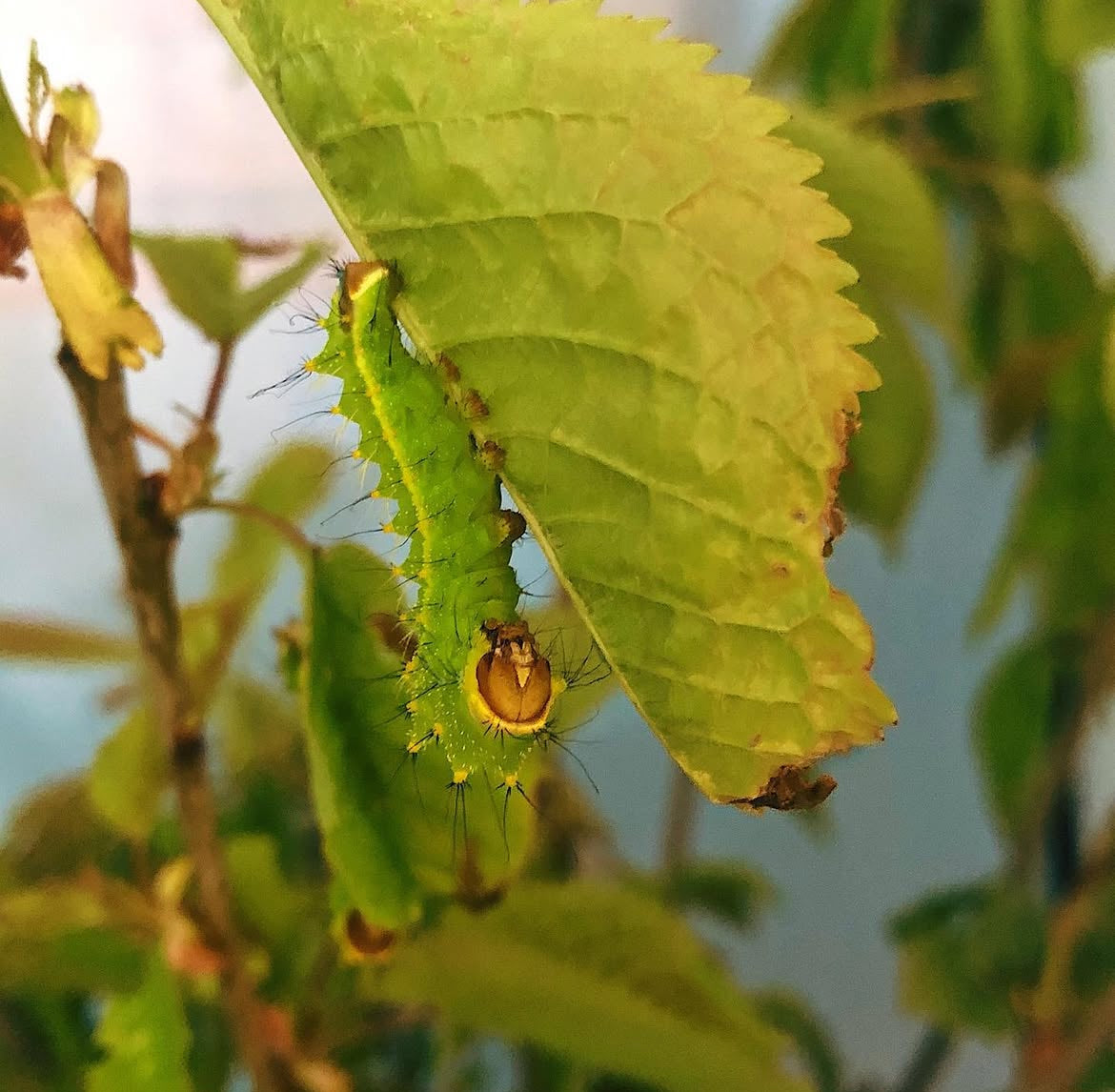 Live moth eggs, caterpillars and cocoons for sale online UK