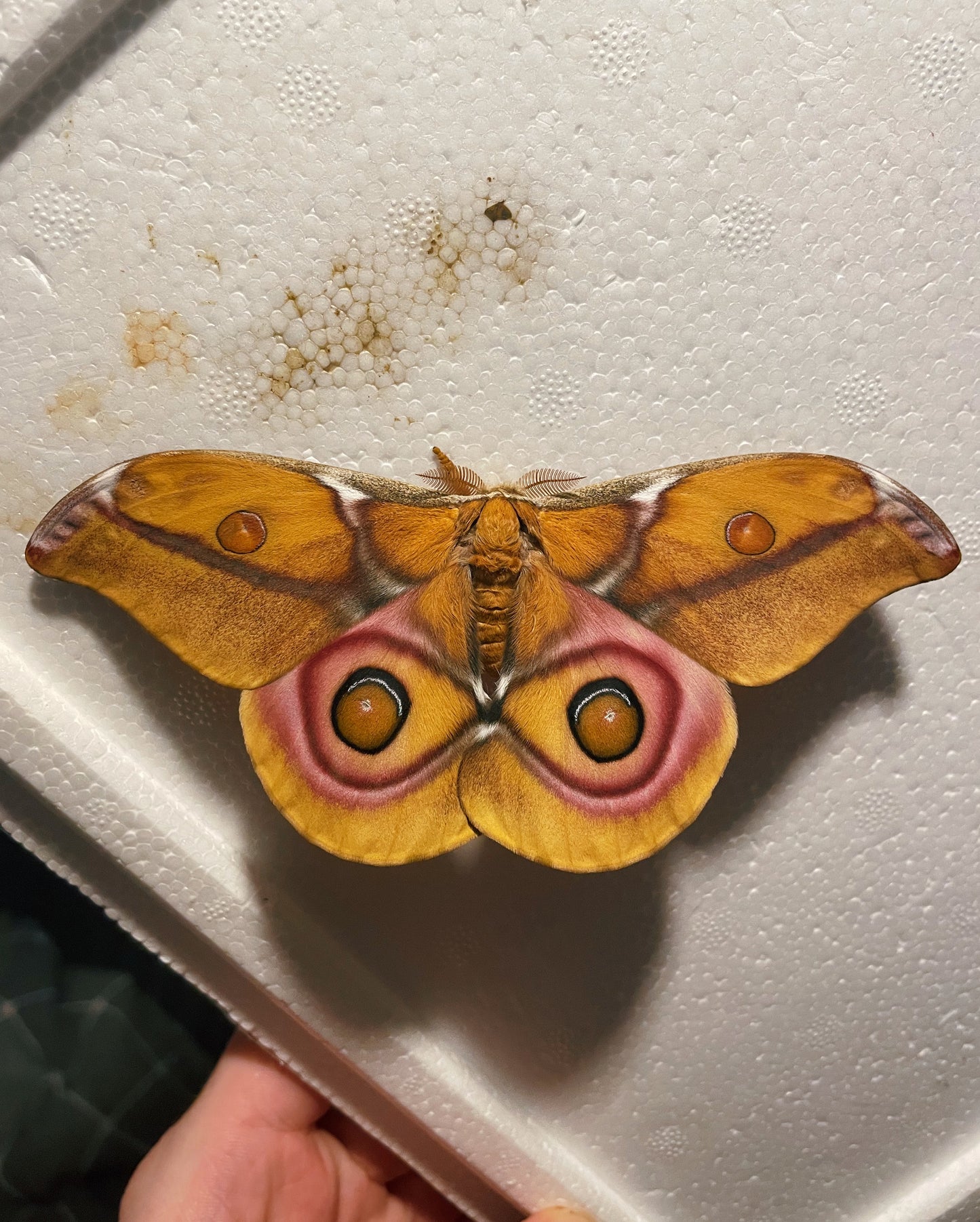 Madagascan Bullseye Moth