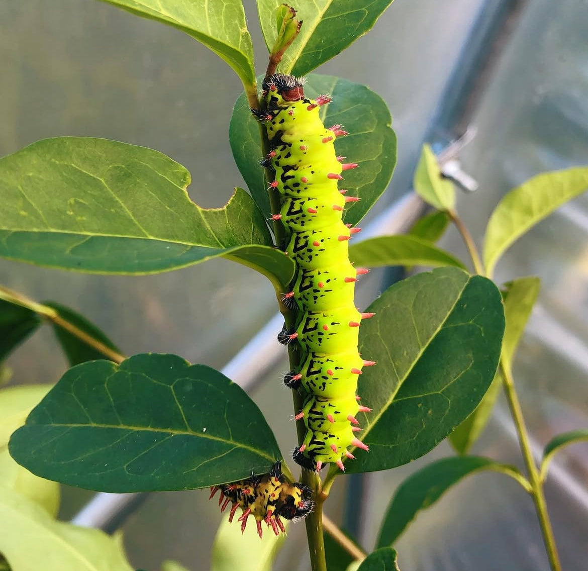 Live eggs, caterpillars and cocoons for sale online UK