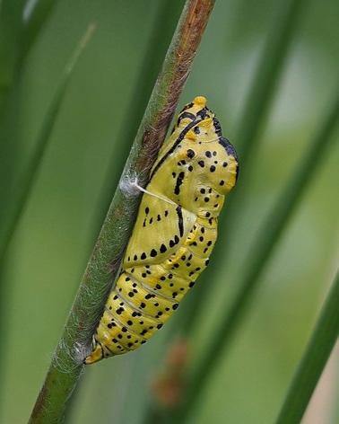 Black-Veined White Butterfly PUPAE (Aporia crataegi)