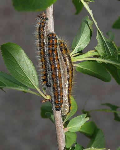 Black-Veined White Butterfly CATERPILLARS (Aporia crataegi)