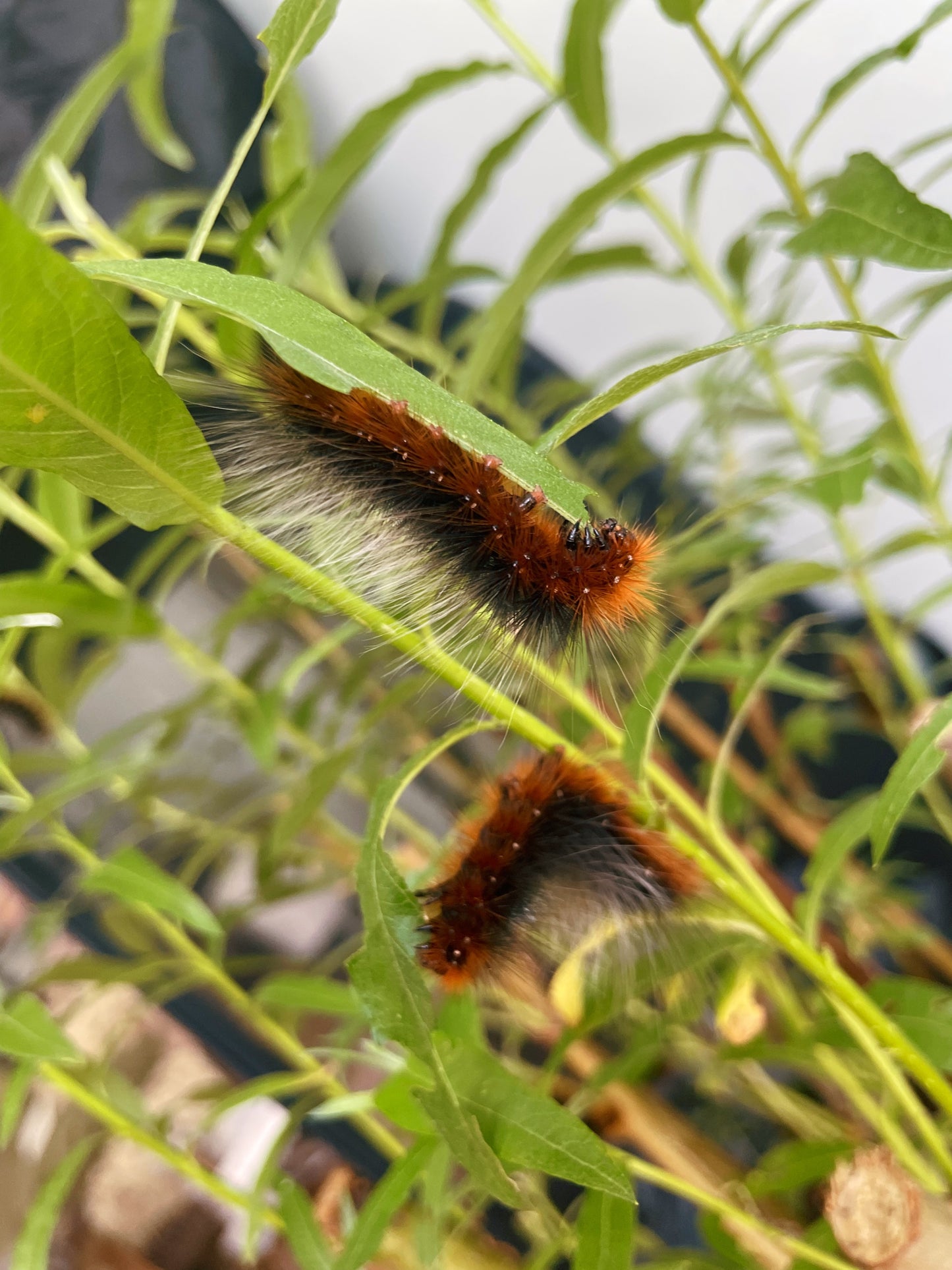 Garden Tiger Moth EGGS (Arctia caja)