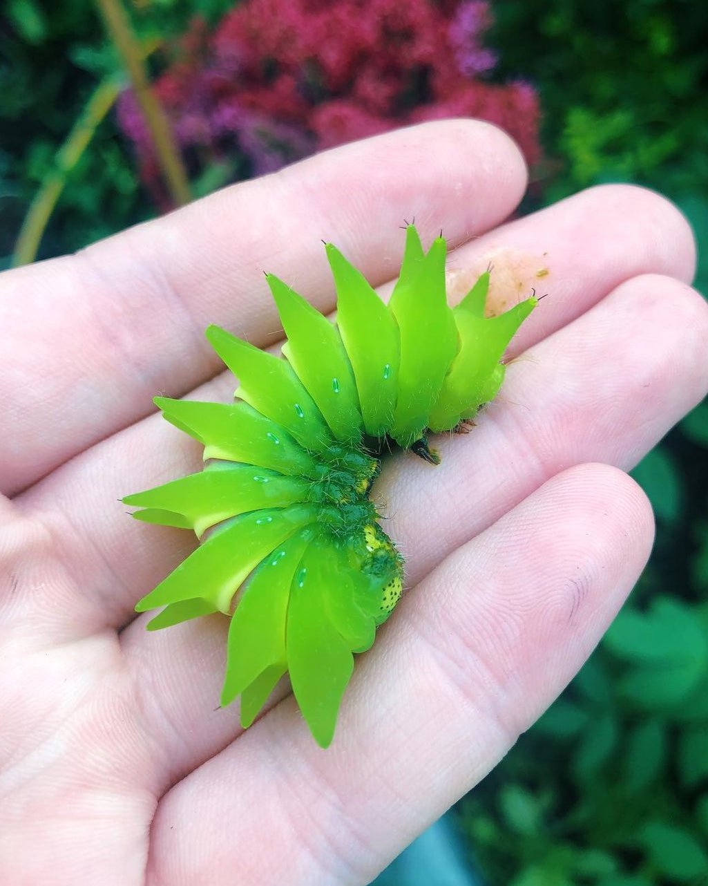 Live moth eggs and cocoons for sale online UK