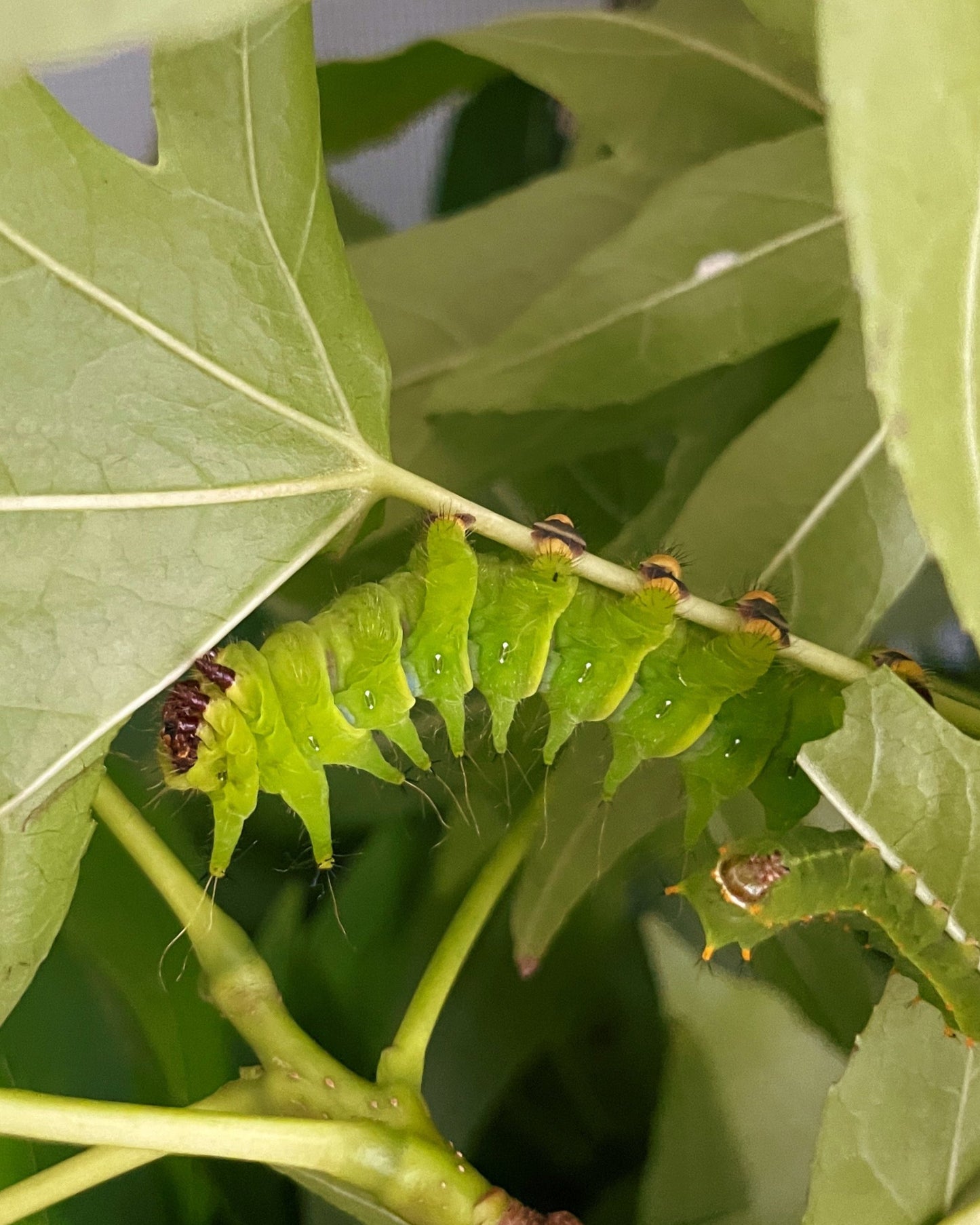 African Comet Moth COCOONS (Argema mimosae)