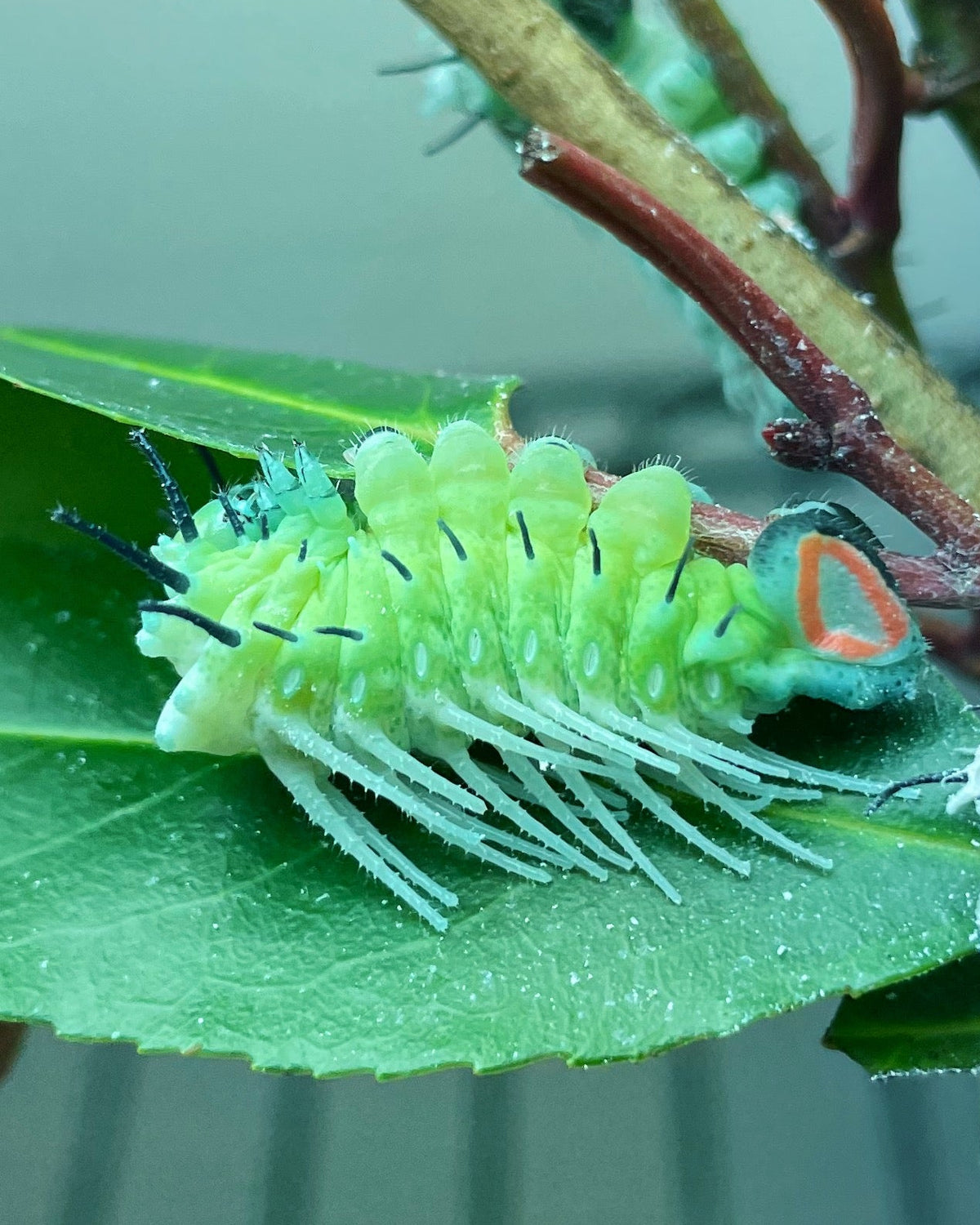 Live butterflies and moths for sale online UK. Order eggs, caterpillars, pupae, and cocoons. Watch the lifecycle unfold with insects to rear at home!