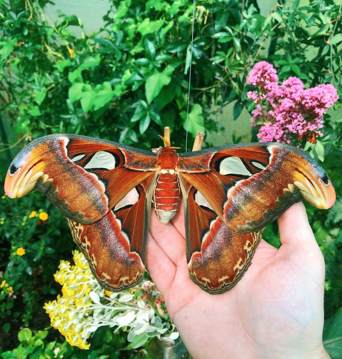 Live eggs and cocoons for sale online UK