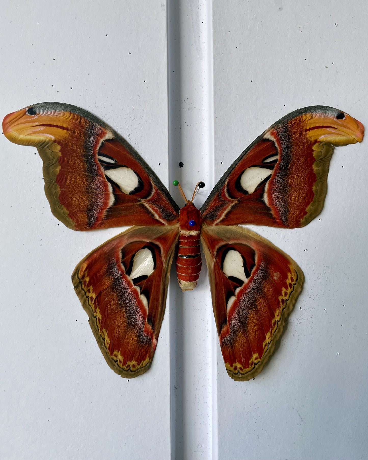 Giant Atlas Moth COCOONS (Attacus atlas)
