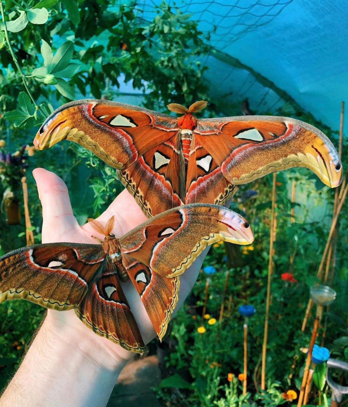 Attacus atlas eggs and cocoons for sale online UK