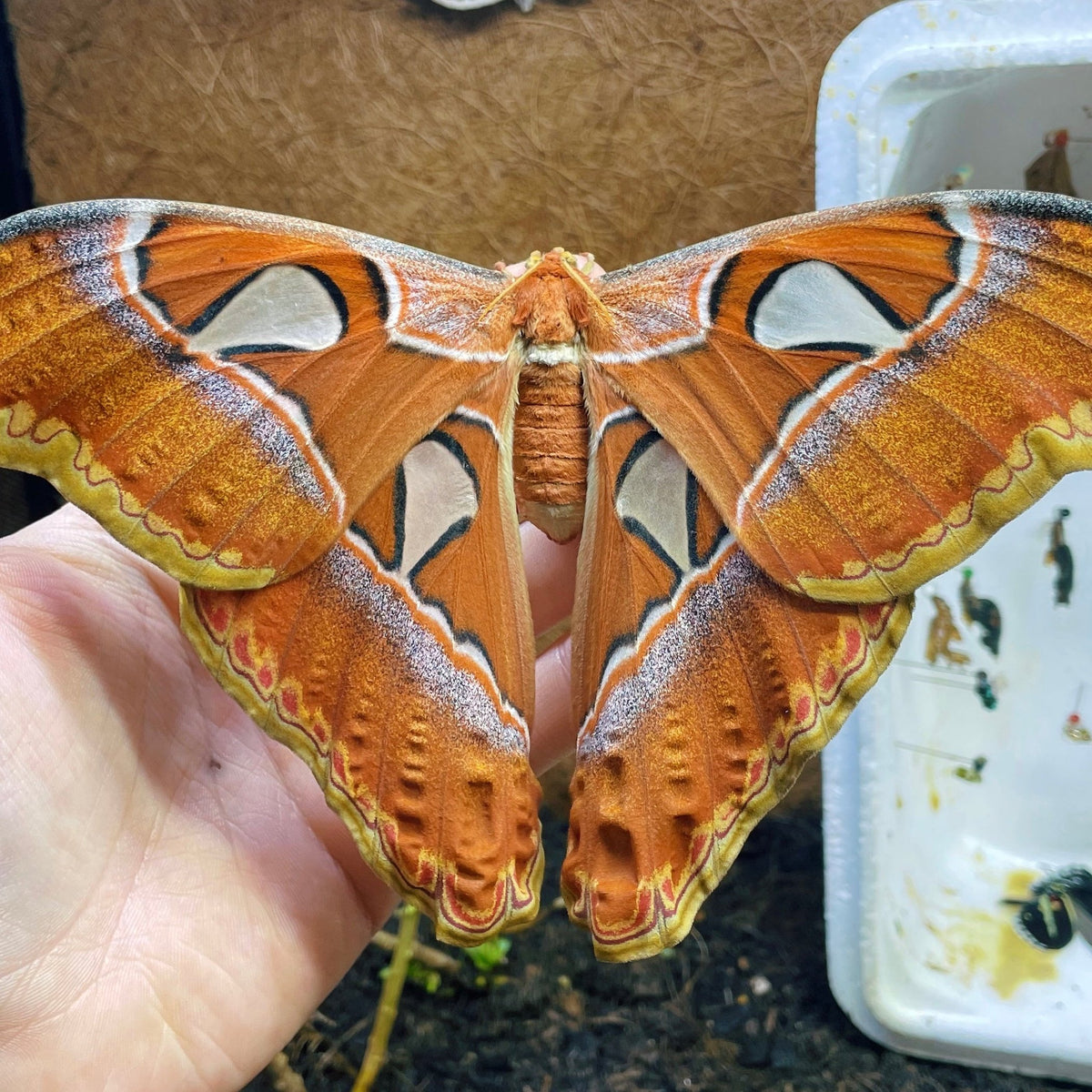 Live atlas moth eggs and cocoons for sale online UK