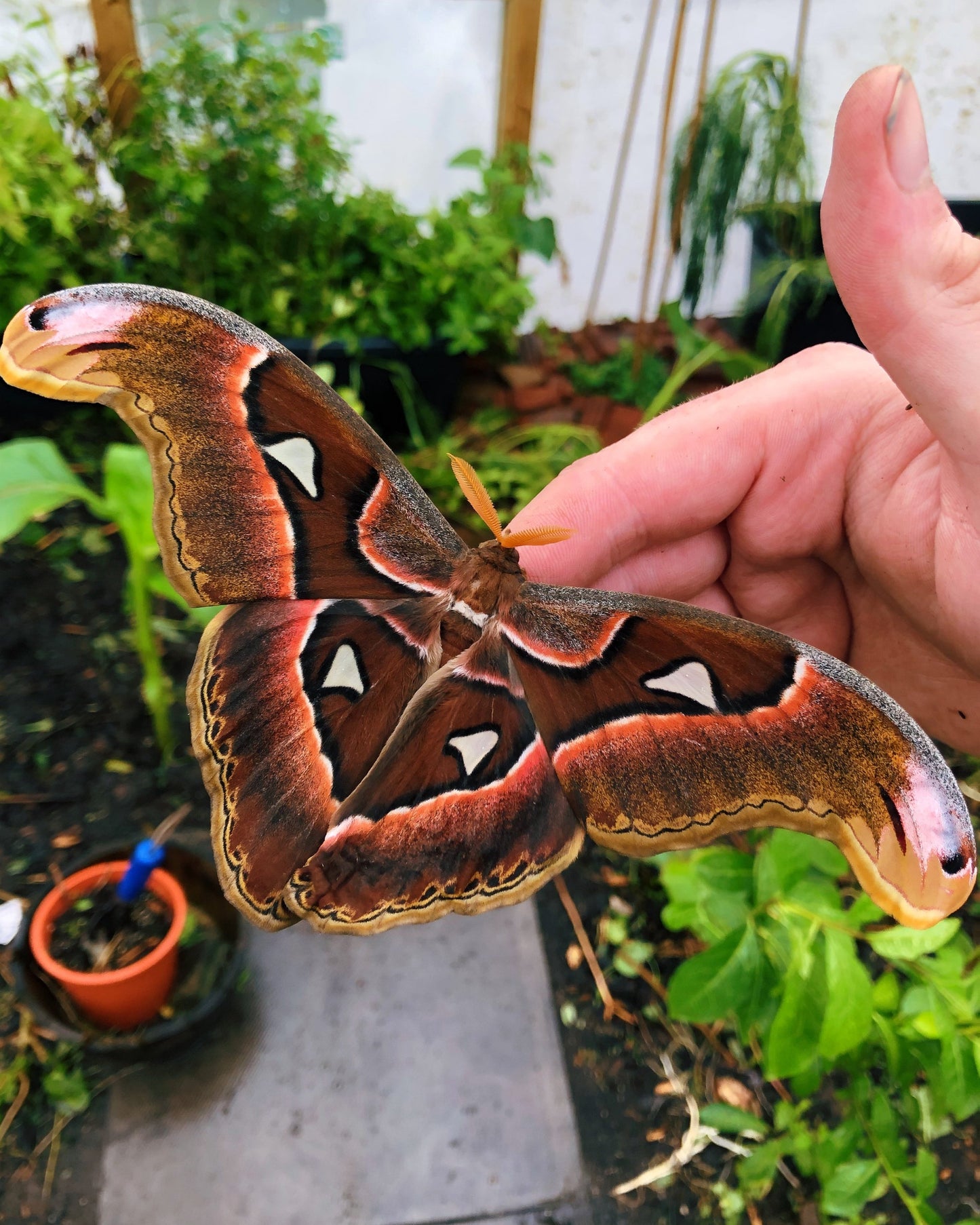 Live moth eggs and cocoons for sale online UK
