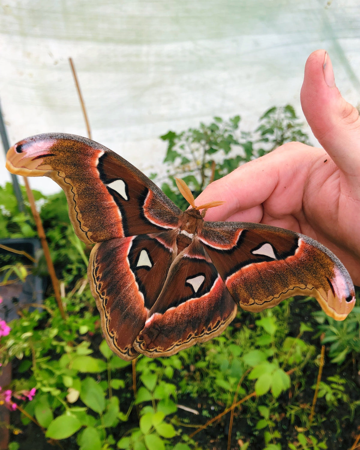 Live eggs and cocoons for sale online UK