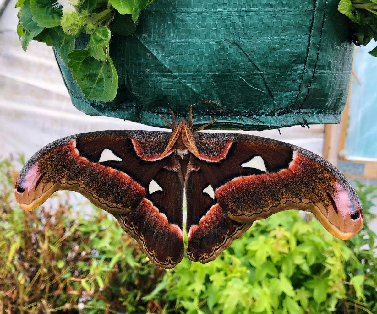 Live moth eggs and cocoons for sale UK