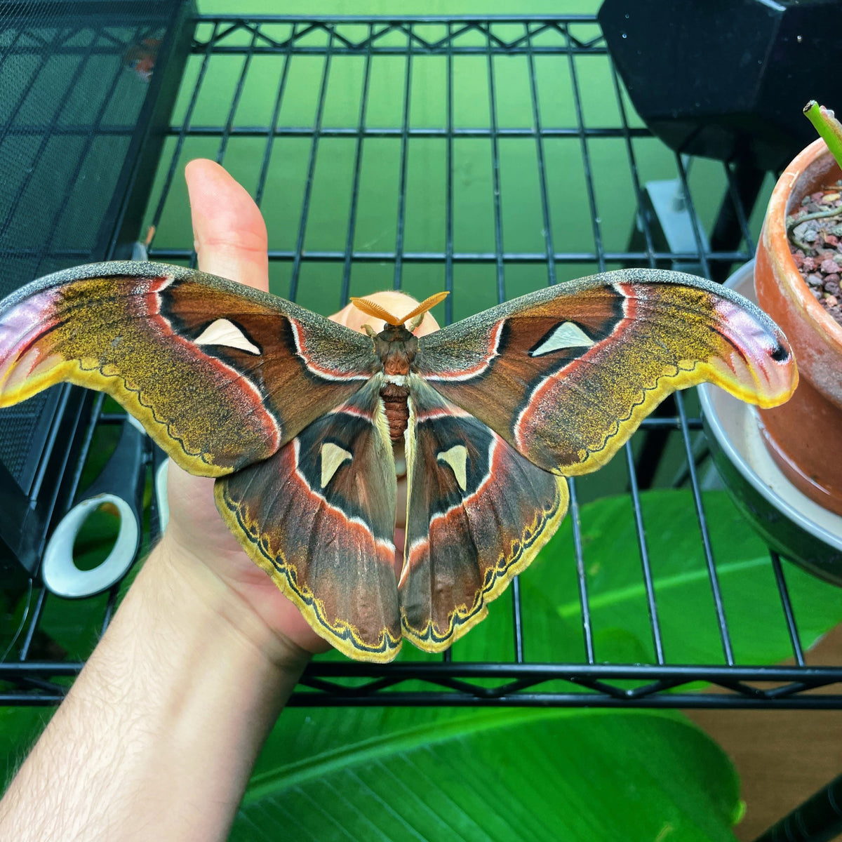 Live moth eggs and cocoons for sale online UK