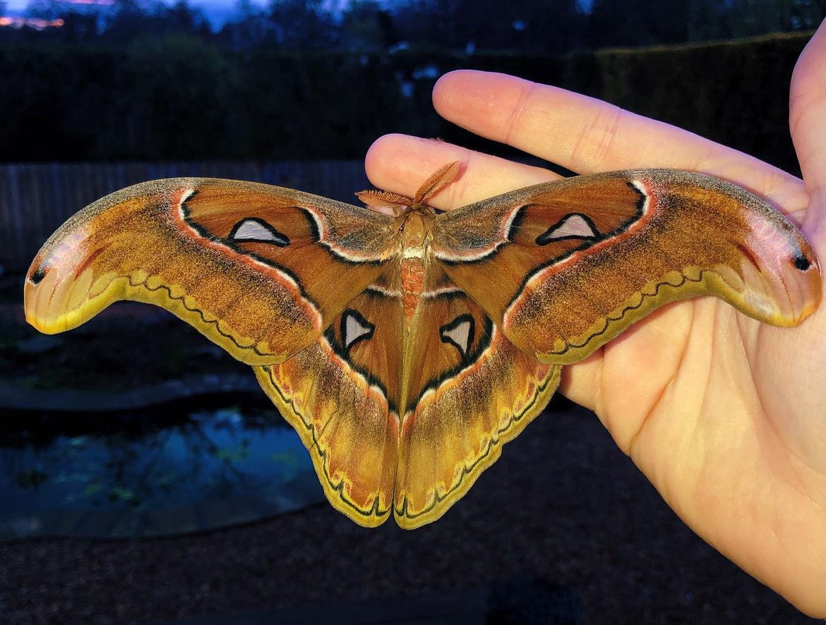 Live moth eggs and cocoons for sale online UK