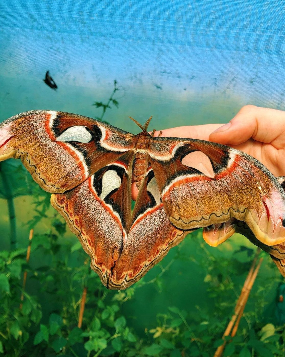 Live moth eggs and cocoons for sale online UK