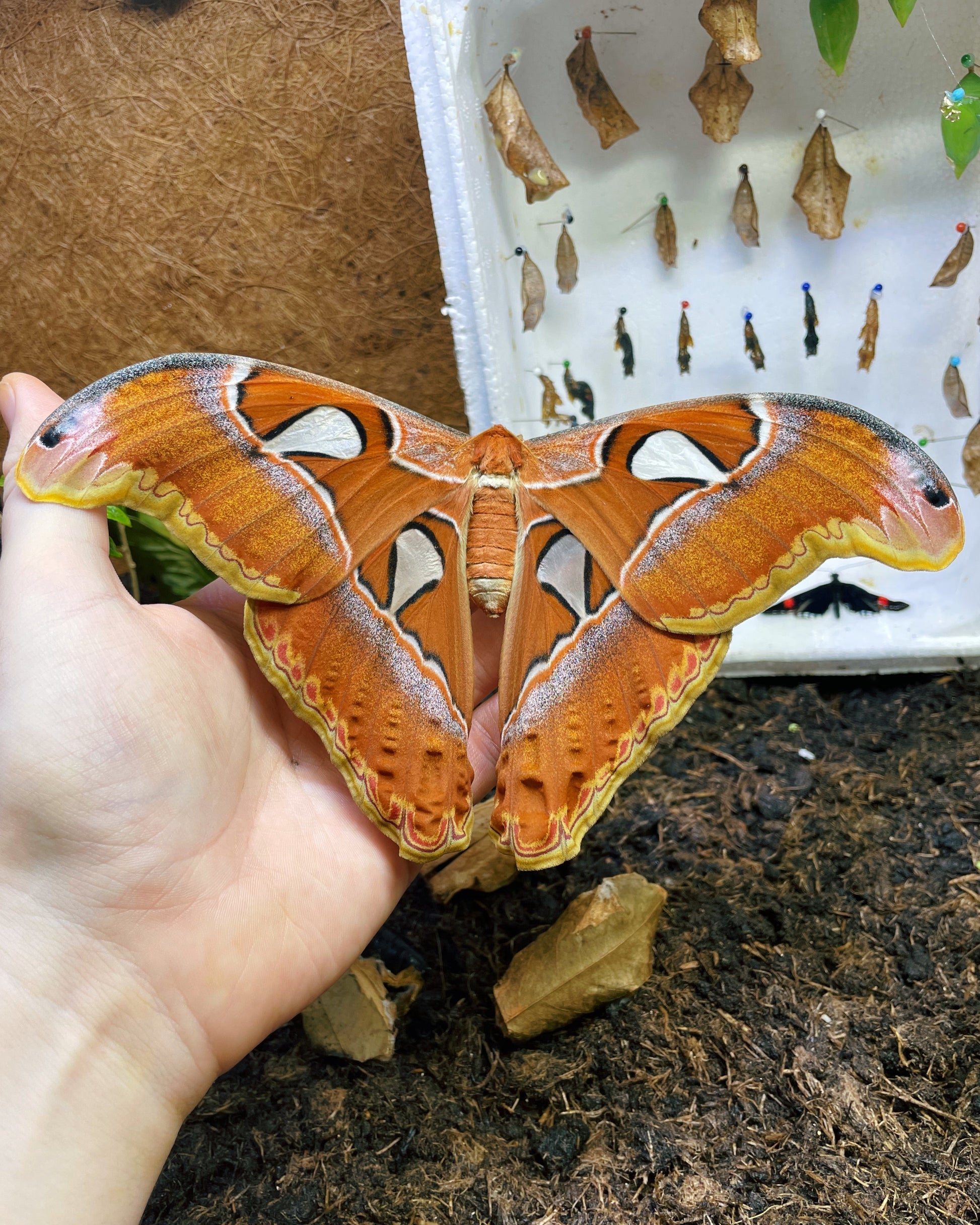 Live butterflies and moths for sale online UK. Order eggs, caterpillars, pupae, and cocoons. Watch the lifecycle unfold with insects to rear at home!