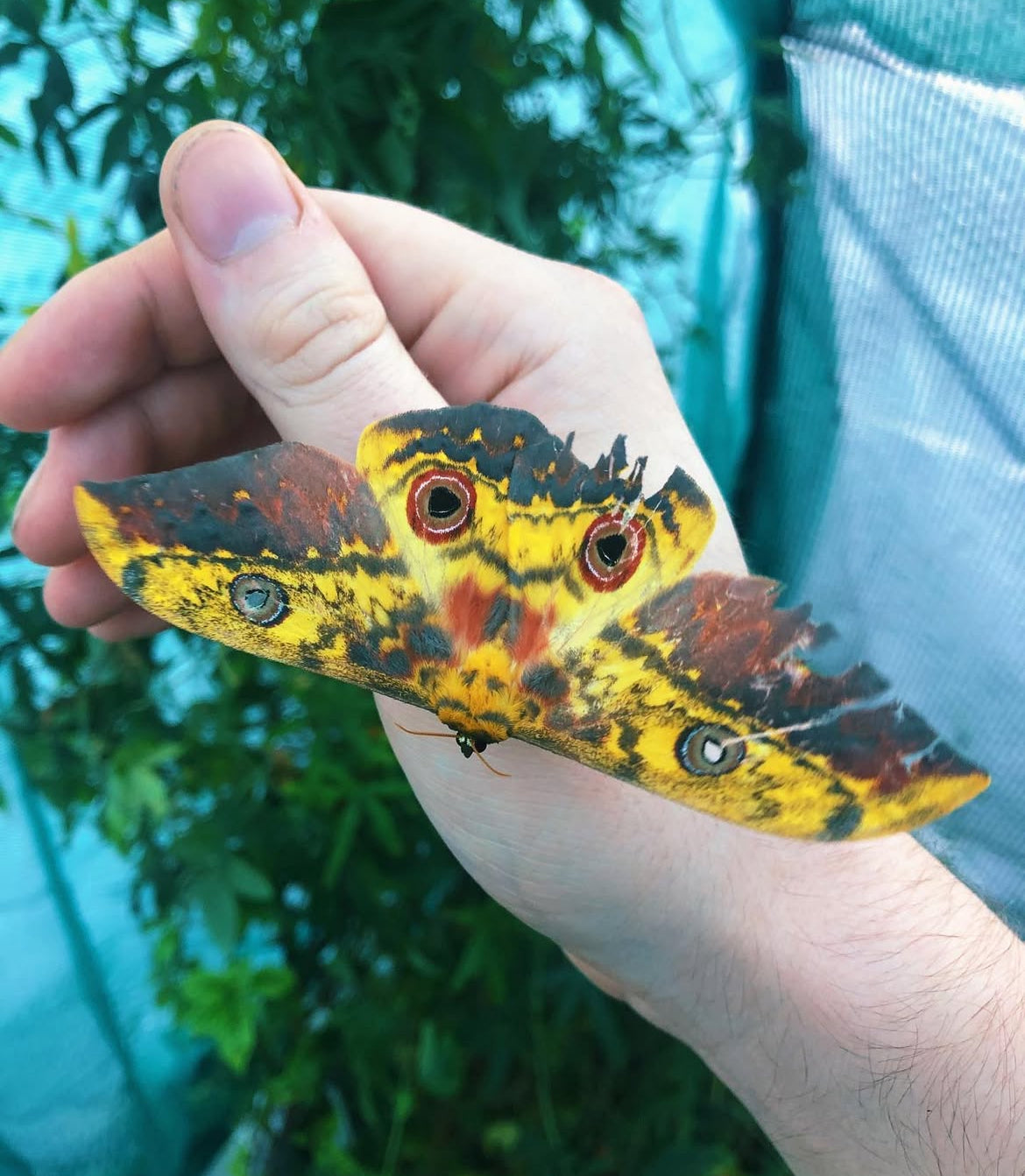Cat Eye Emperor moth