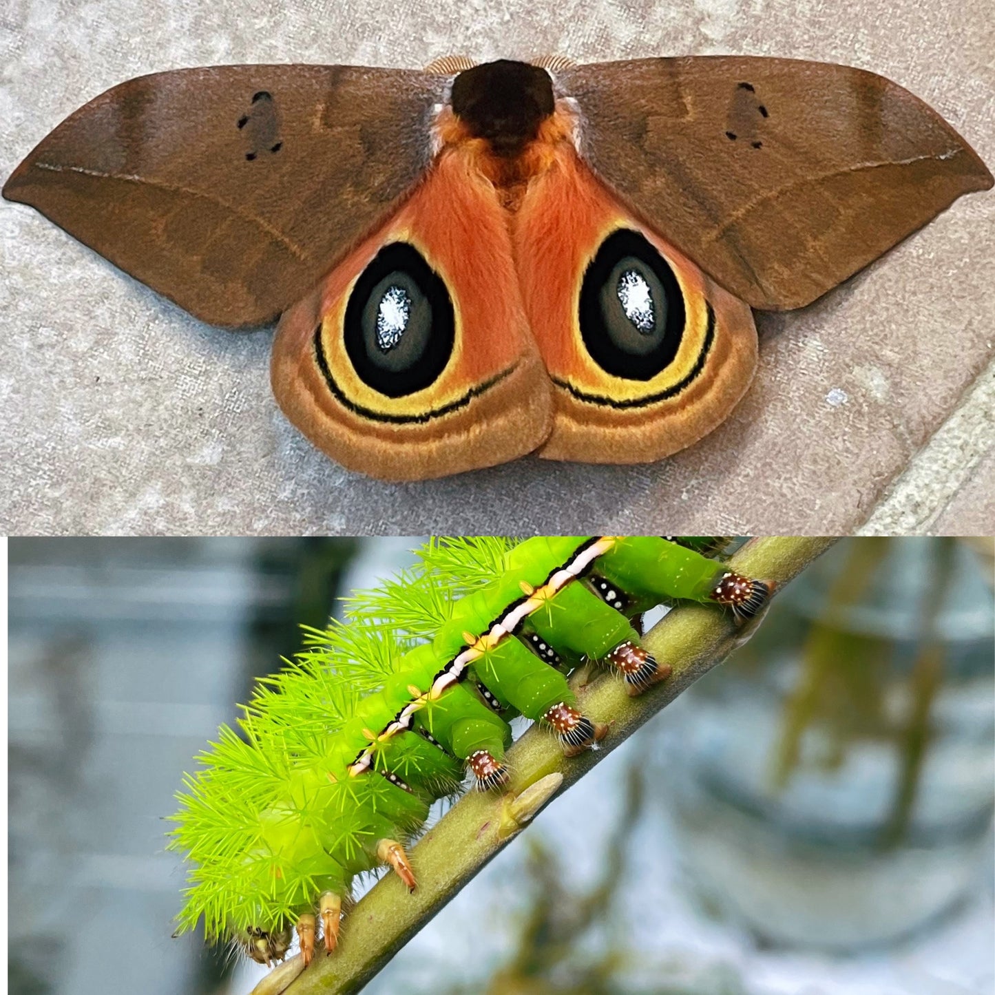 Automeris excreta moth eggs for sale